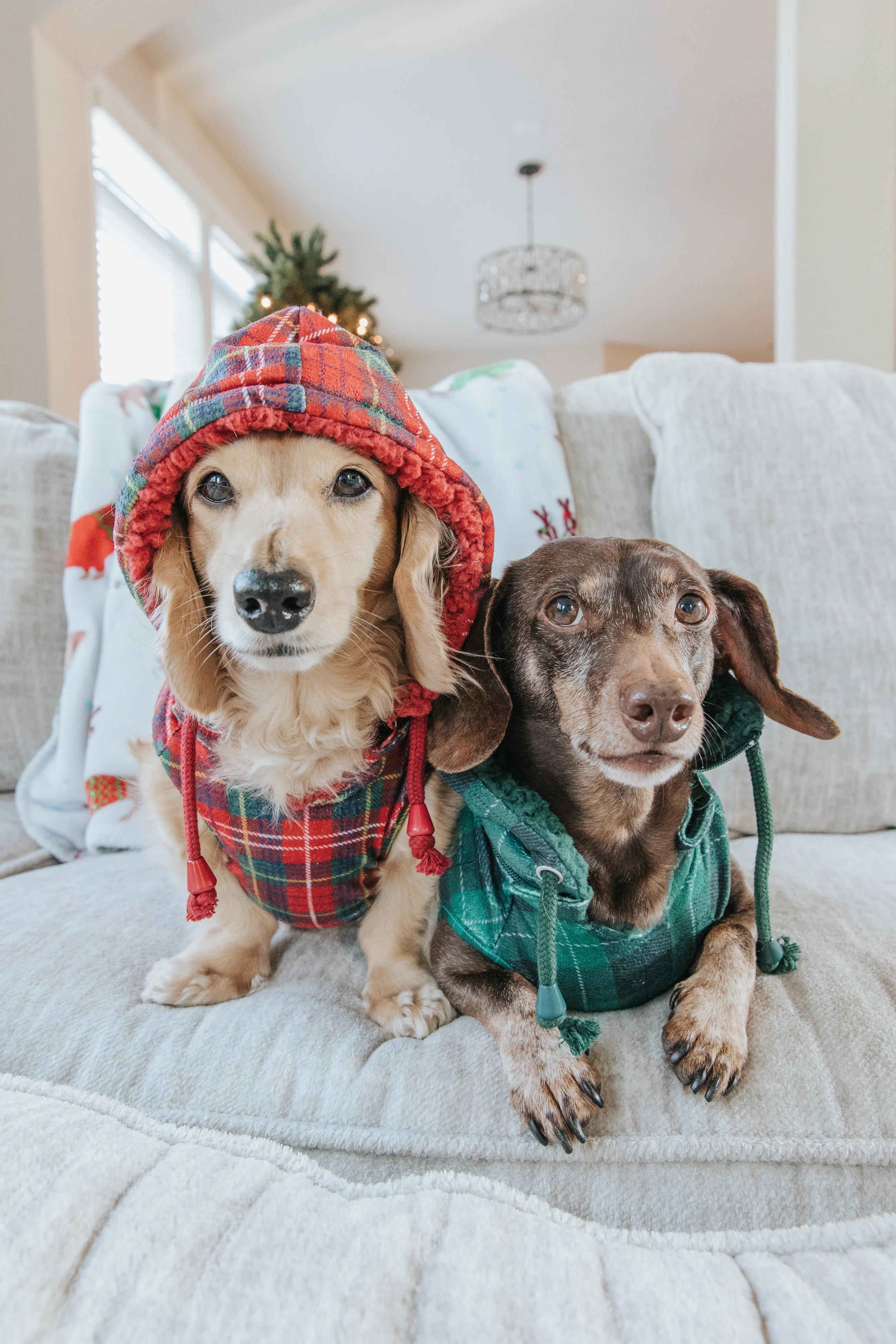 Unleash Your Pet's Bold Style